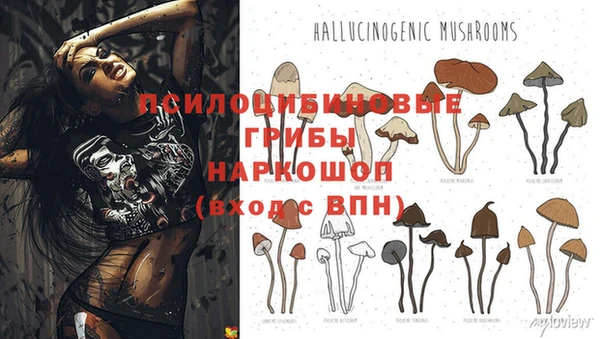 PSILOCYBIN Балахна